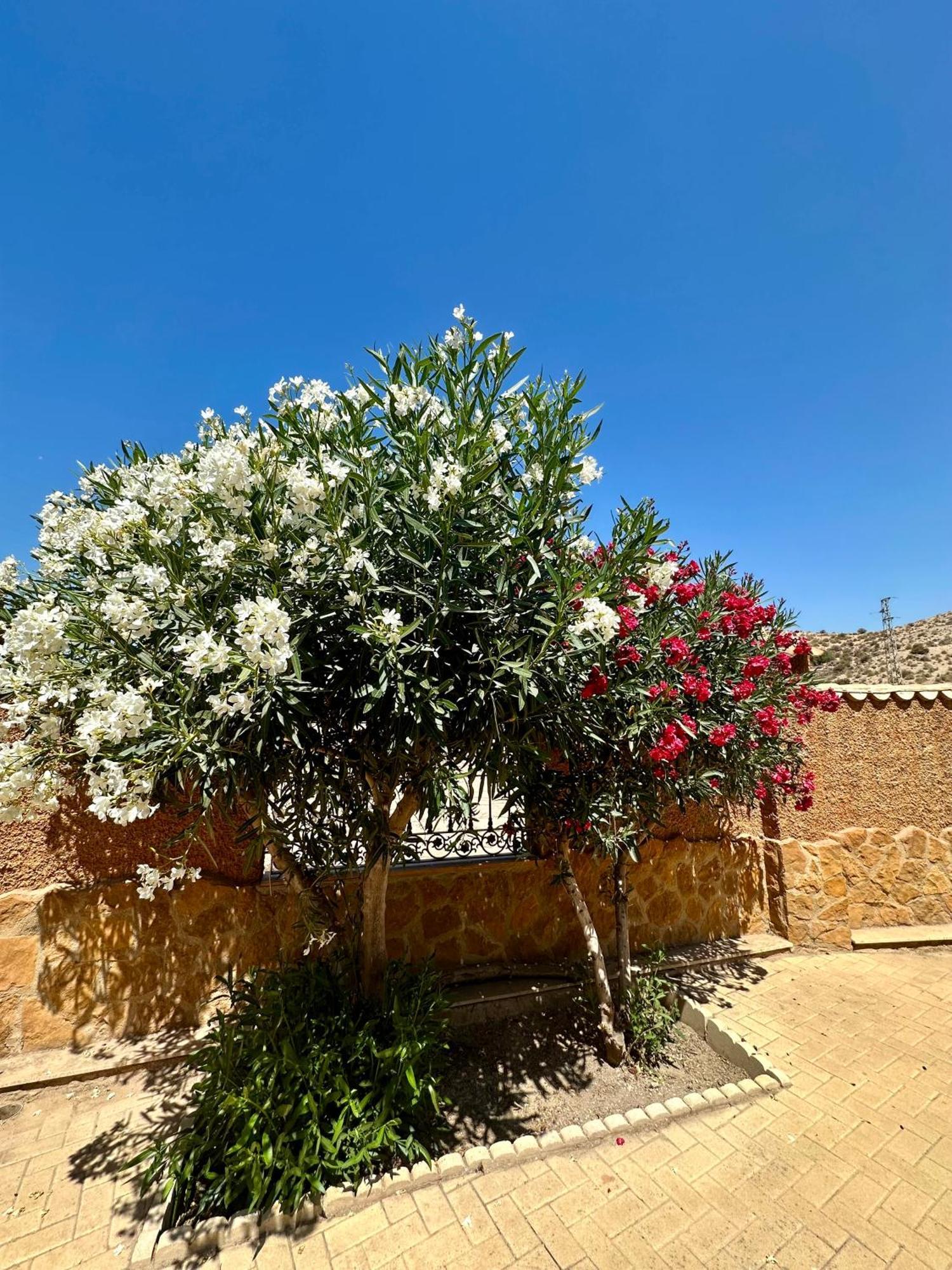 Casa Rural El Pomelo Zurgena Buitenkant foto